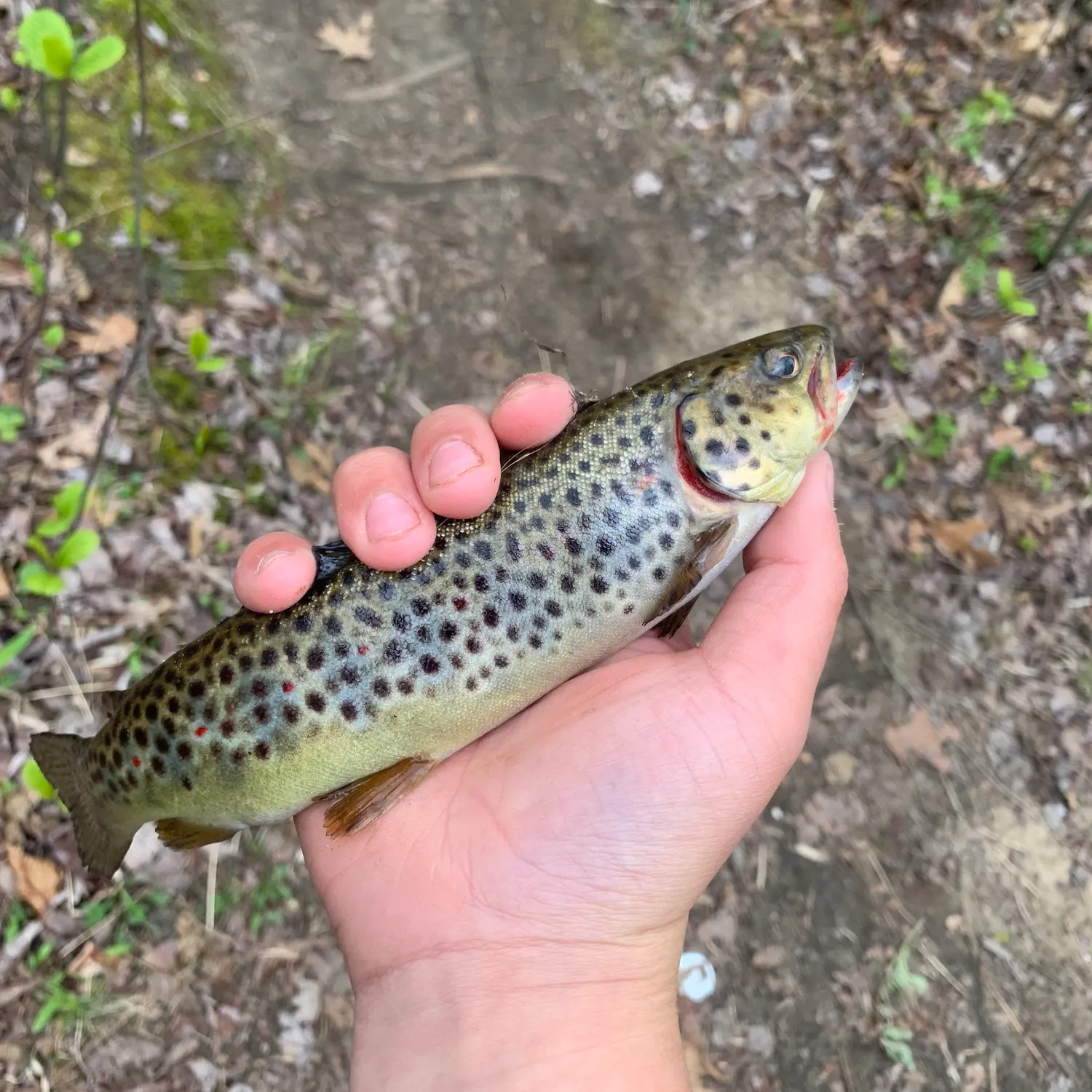 The most recent Lake trout catches on Fishbrain