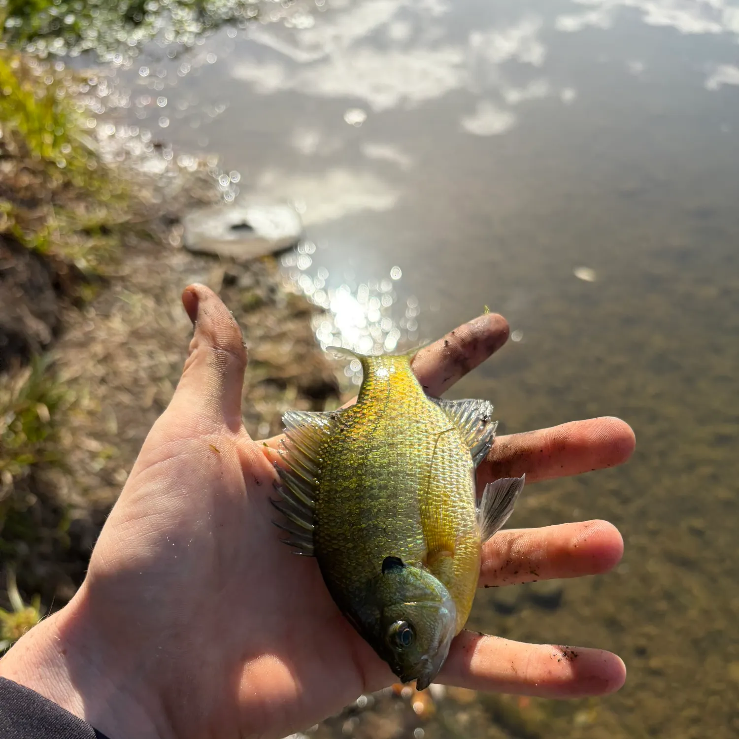 Bluegill caught on Fishbrain