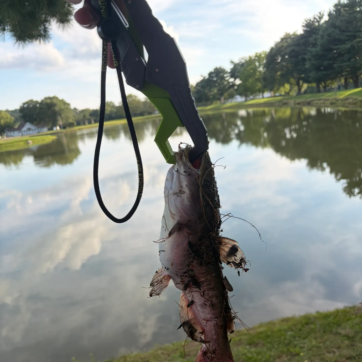 Channel catfish caught on Fishbrain