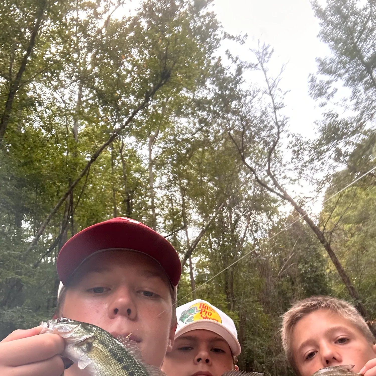 Spotted bass caught on Fishbrain