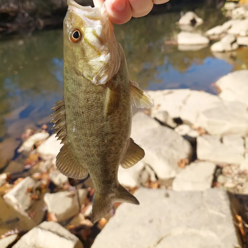 Smallmouth bass caught on Fishbrain