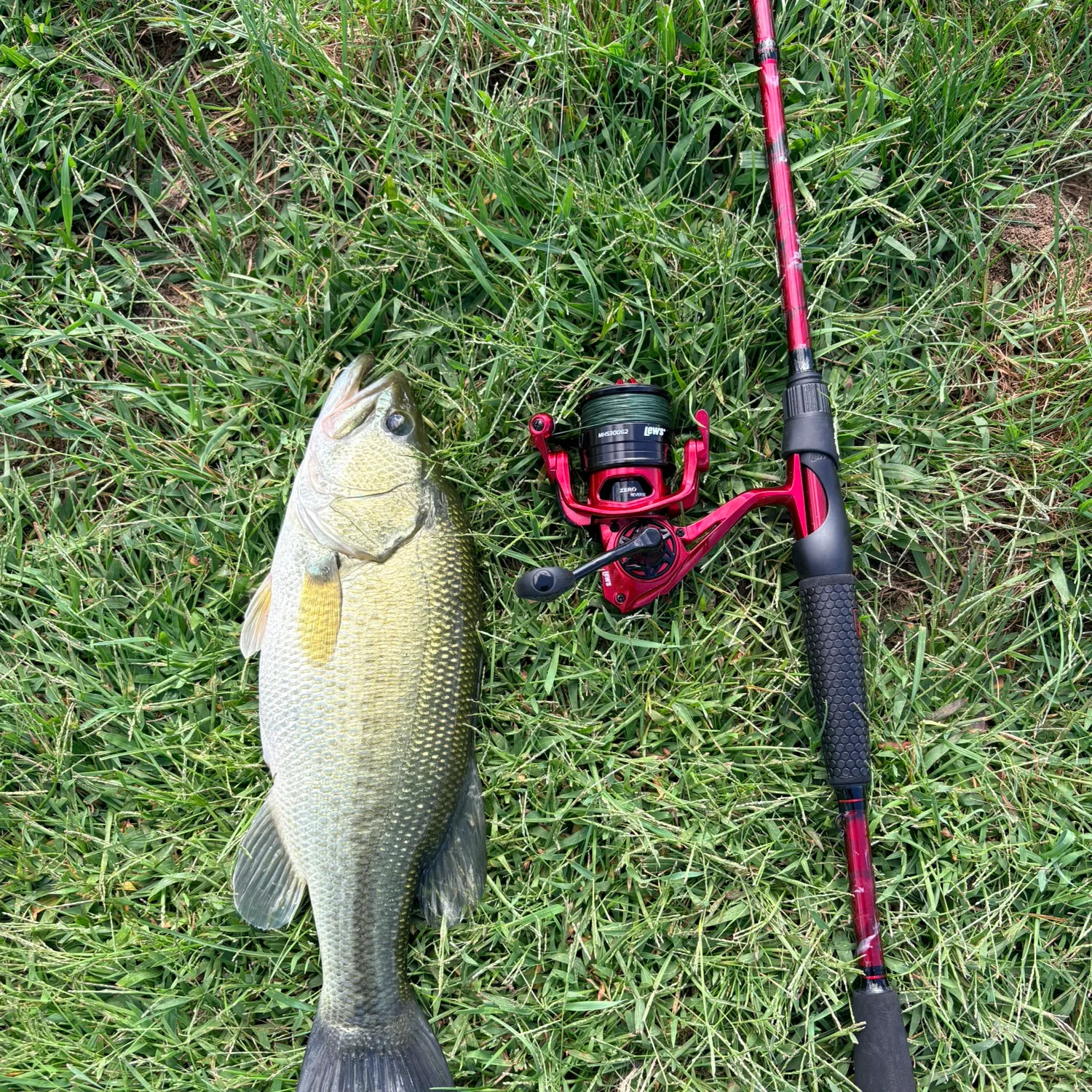 Largemouth bass caught on Fishbrain