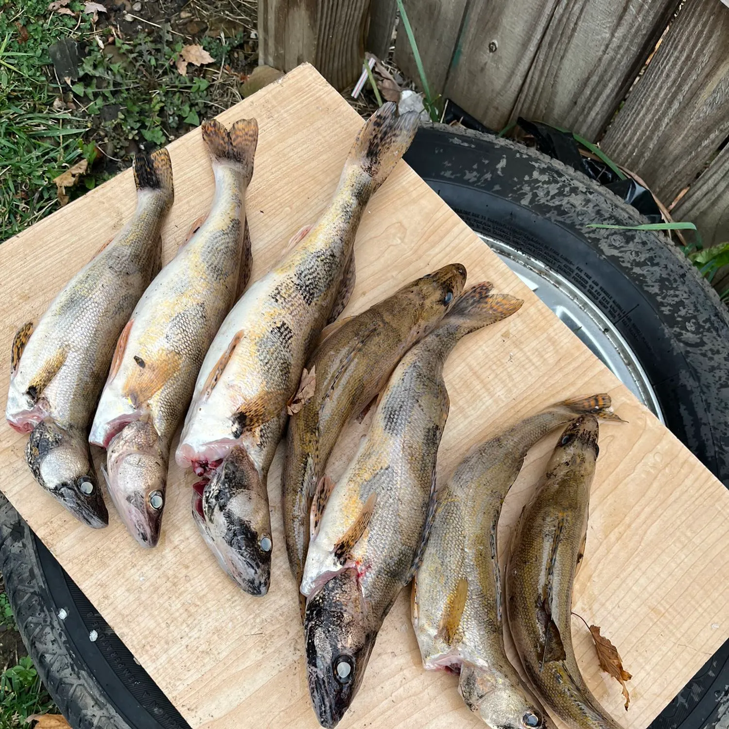 recently logged catches