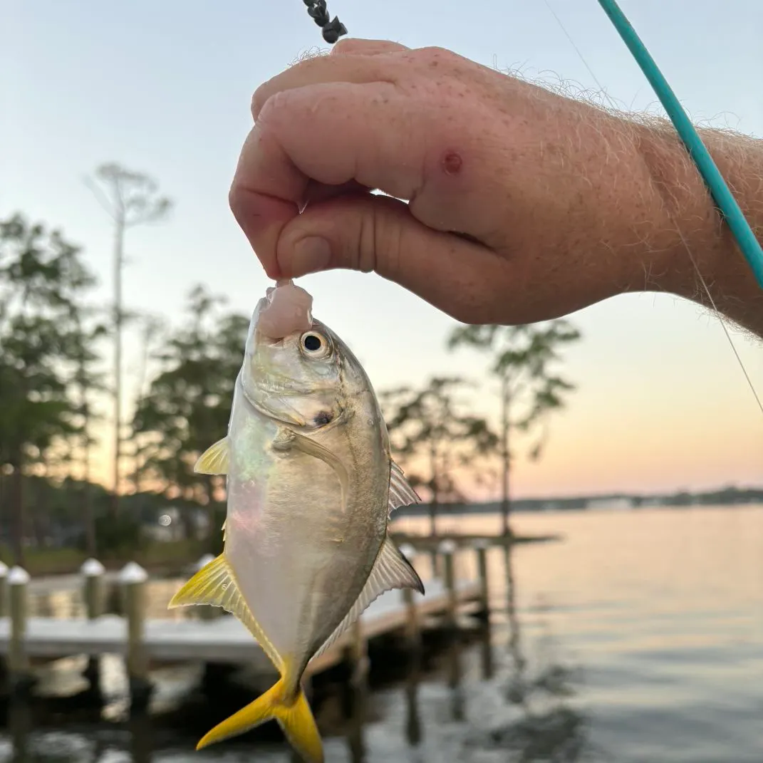 Crevalle jack caught on Fishbrain