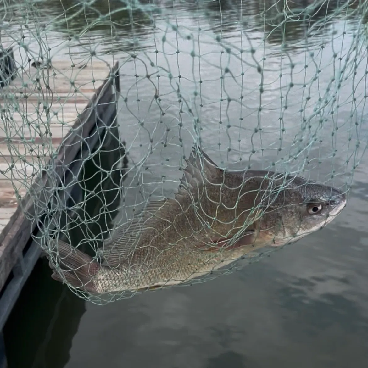 Freshwater drum caught on Fishbrain
