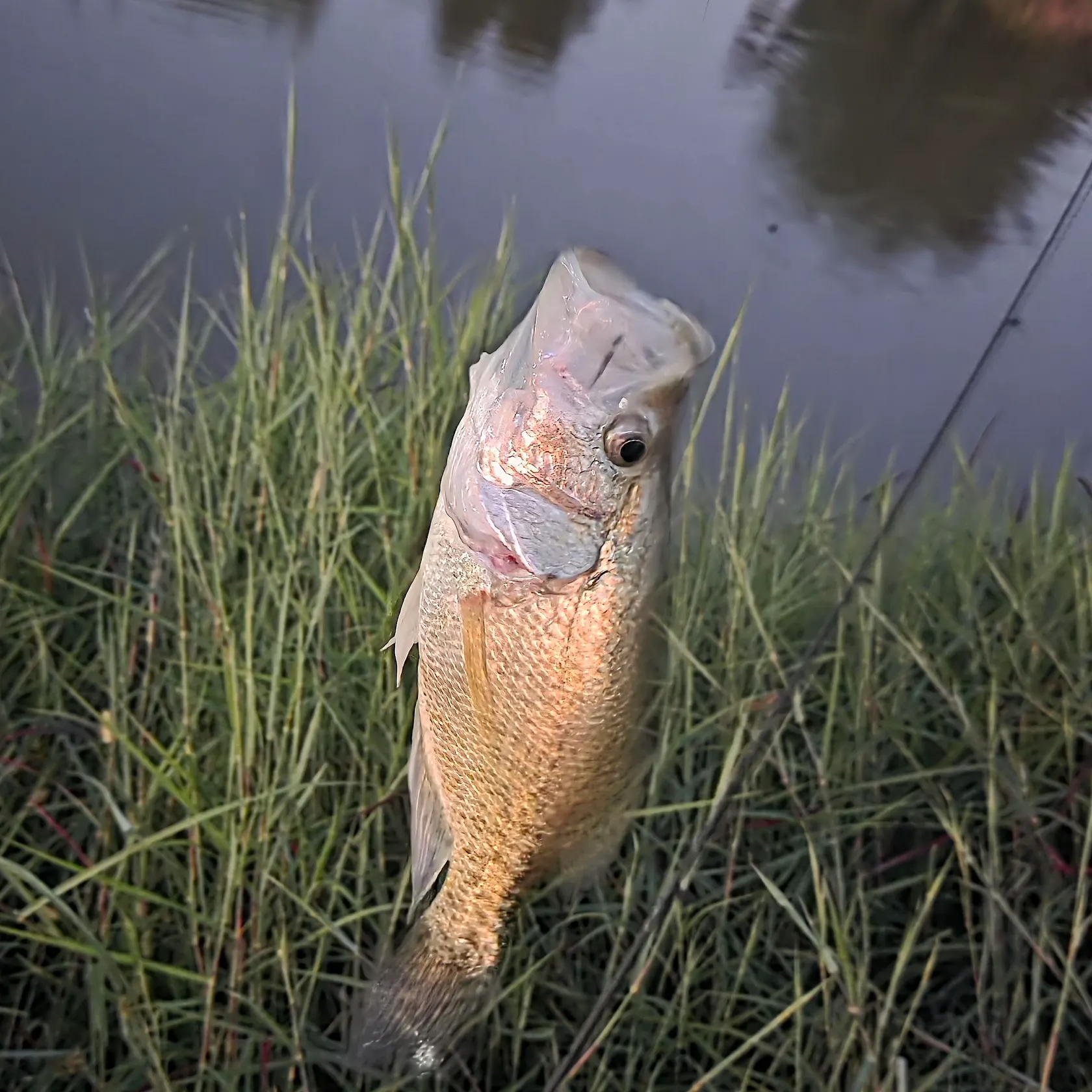 The most recent White crappie catches on Fishbrain