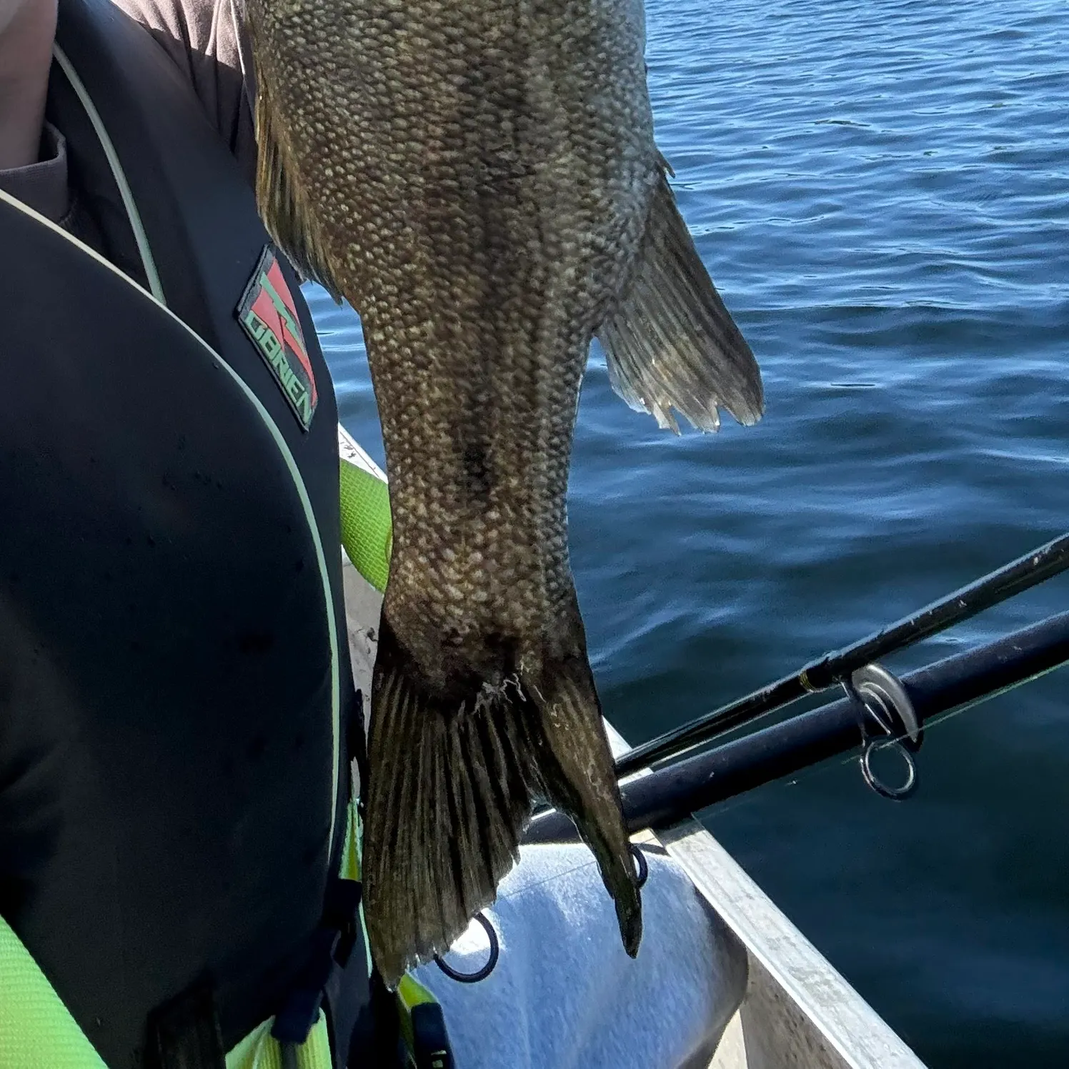 Smallmouth bass caught on Fishbrain