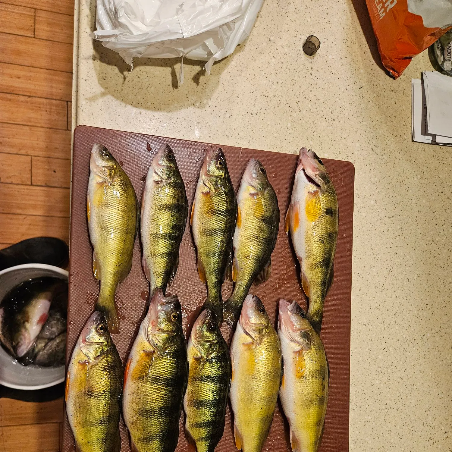 recently logged catches