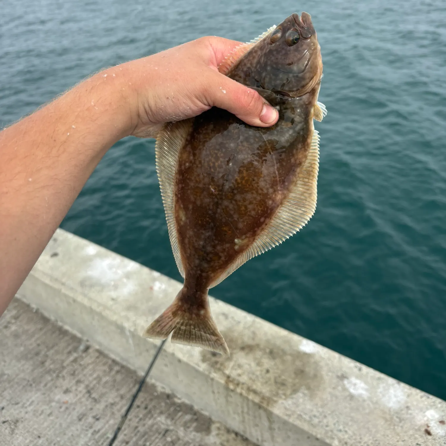The most recent Atlantic halibut catches on Fishbrain