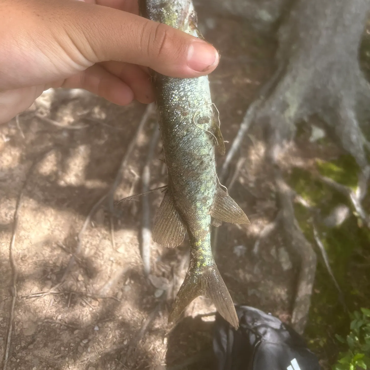 Chain pickerel caught on Fishbrain