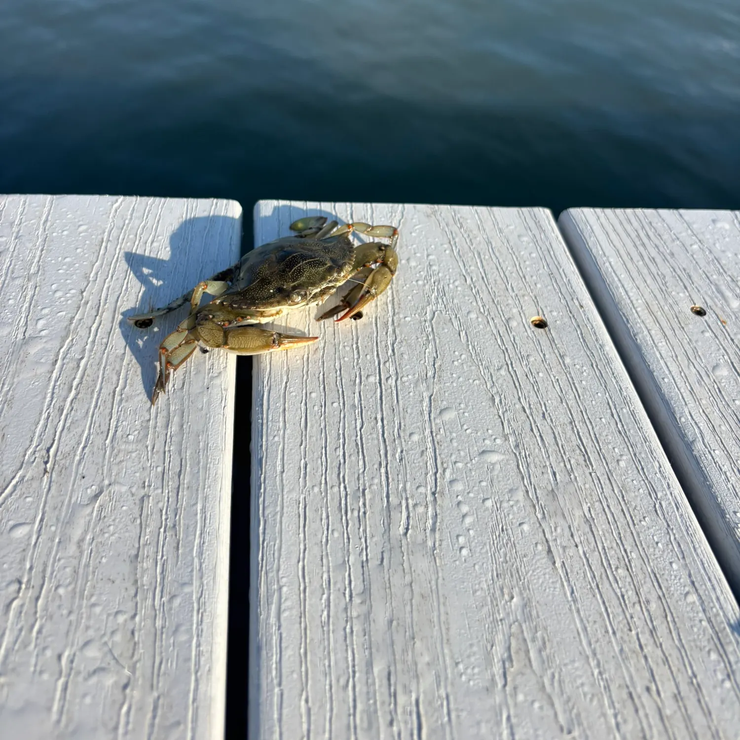 The most recent Blue swimmer crab catches on Fishbrain