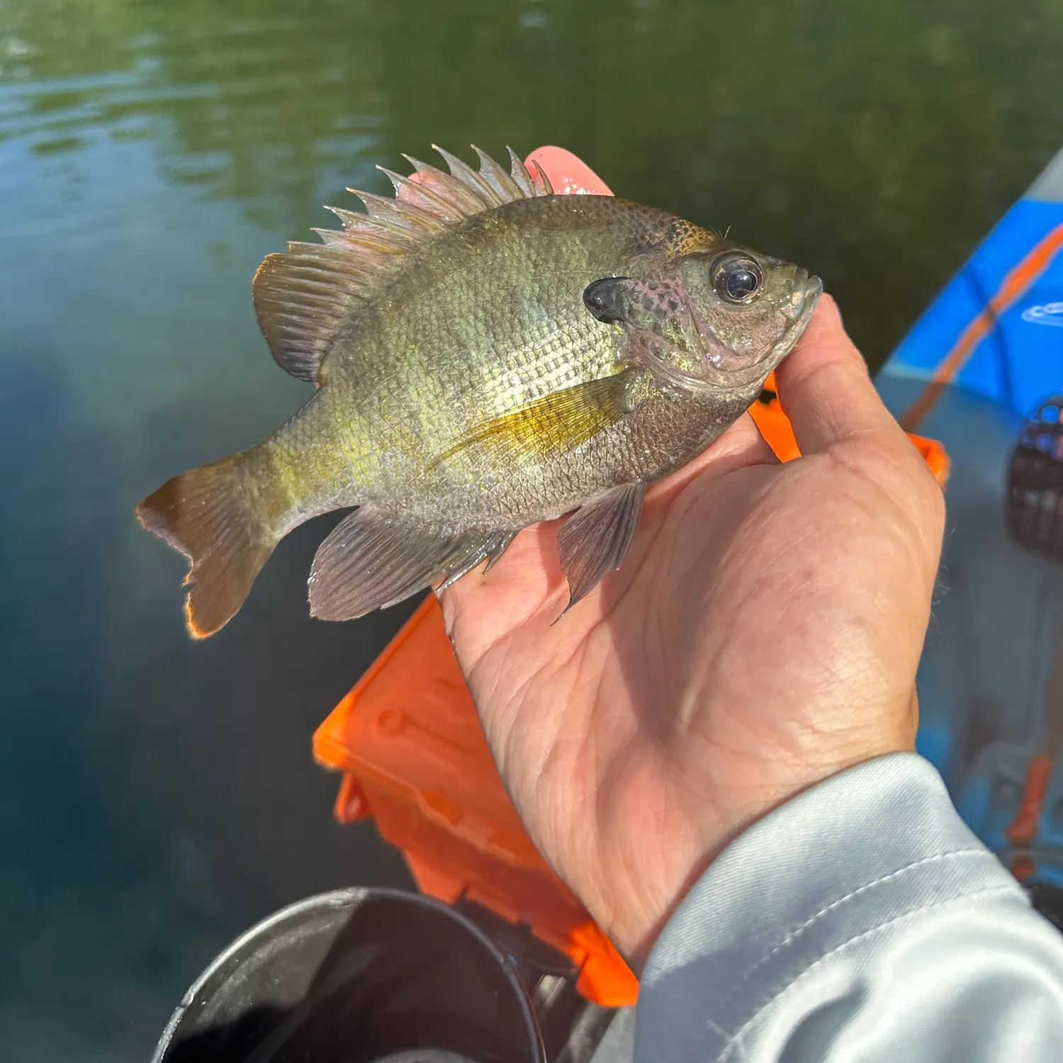 Bluegill caught on Fishbrain