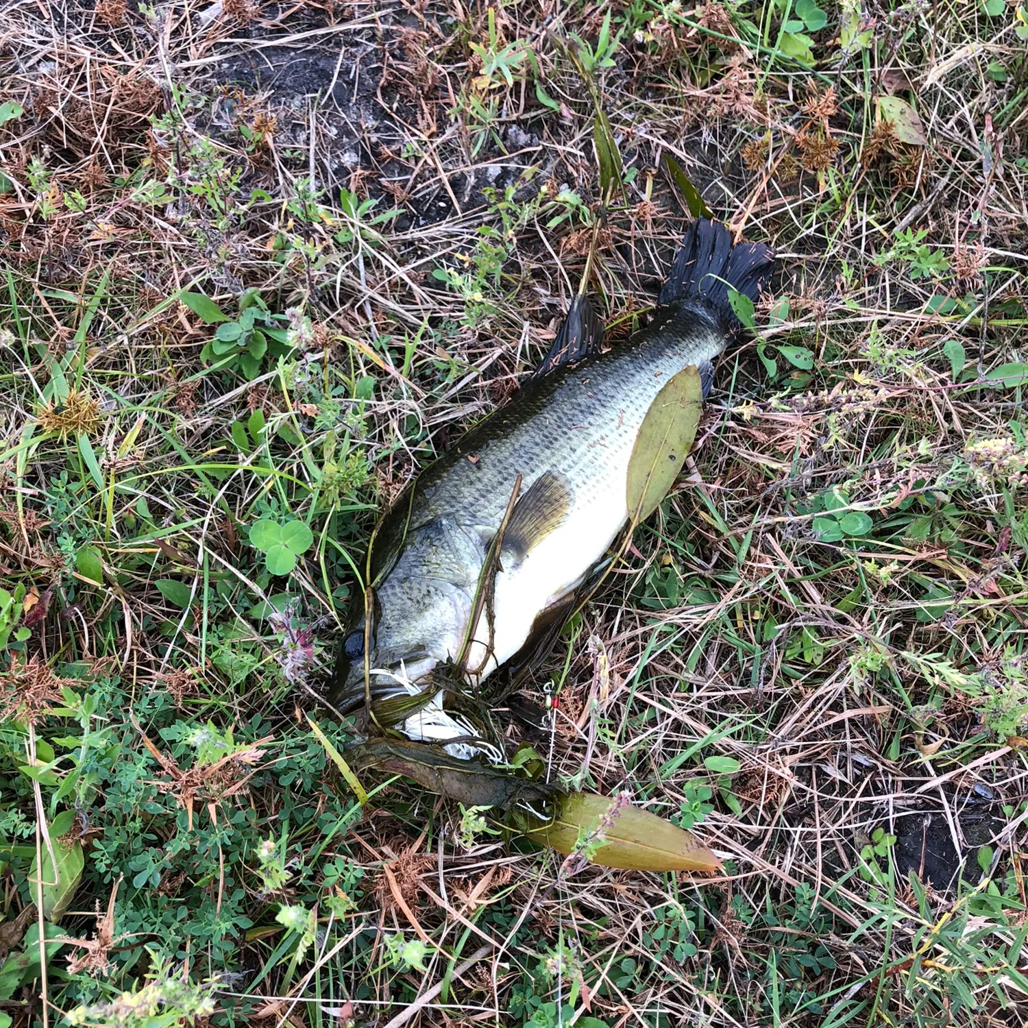 angler catch