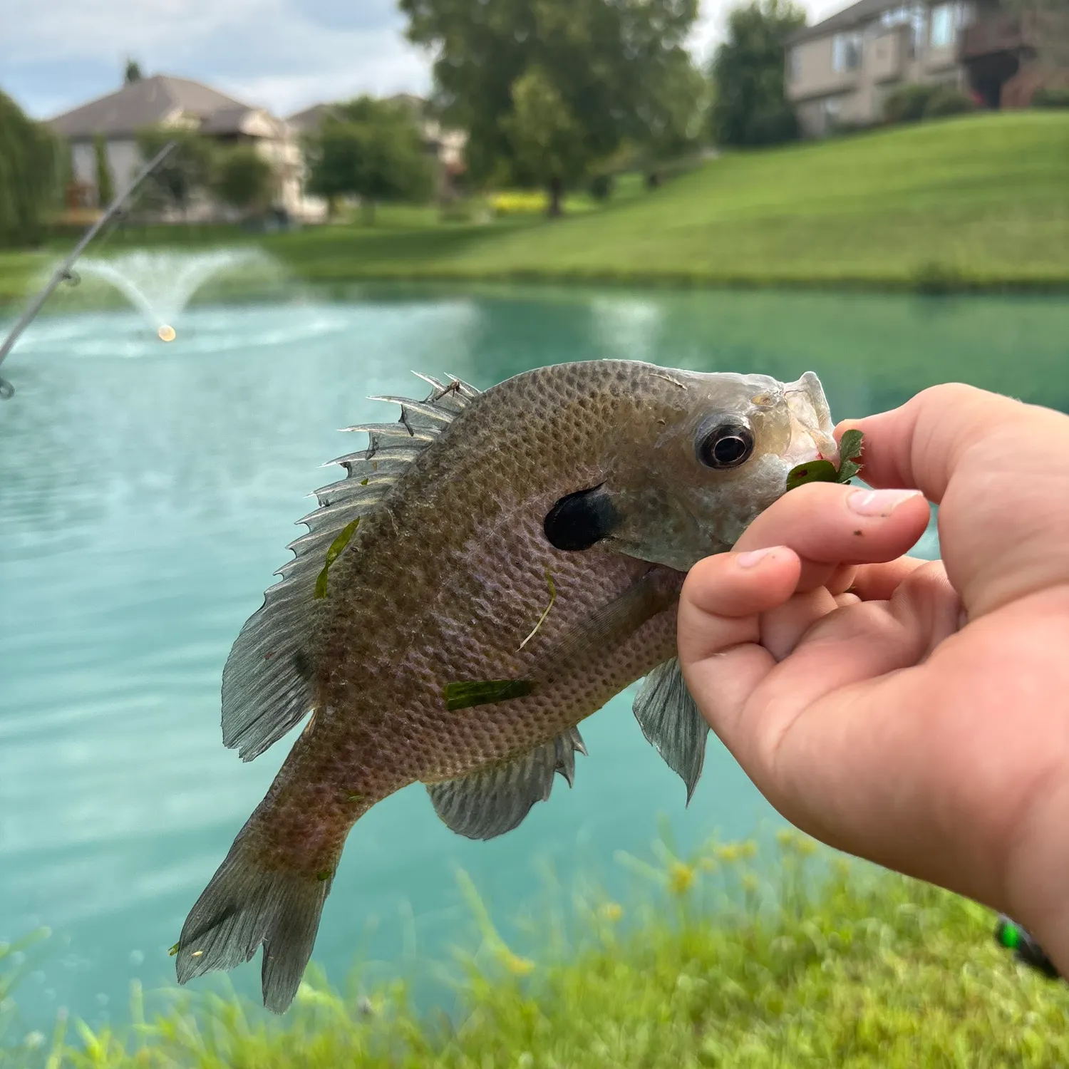 The most recent Warmouth x redear sunfish catches on Fishbrain