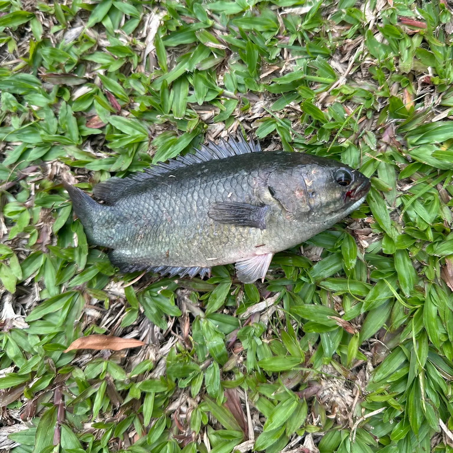 The most recent Climbing perch catches on Fishbrain