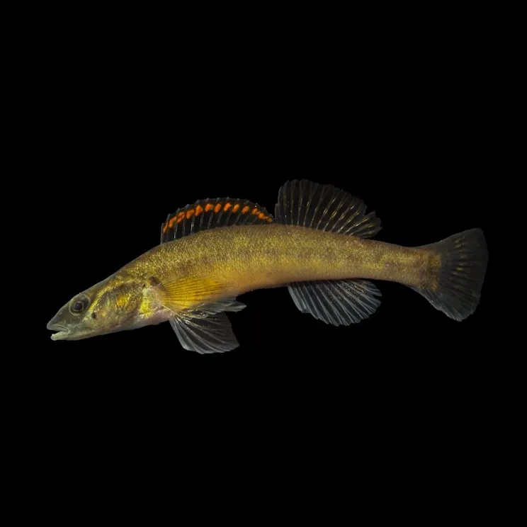 The most recent Slenderhead darter catches on Fishbrain