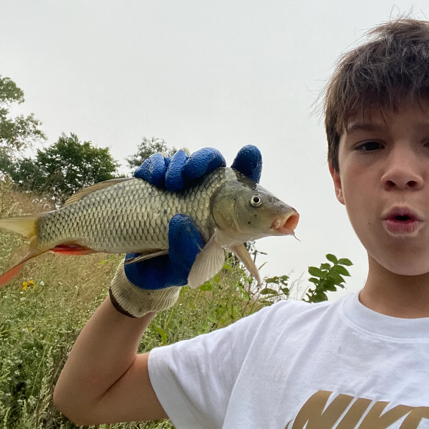 Common carp caught on Fishbrain