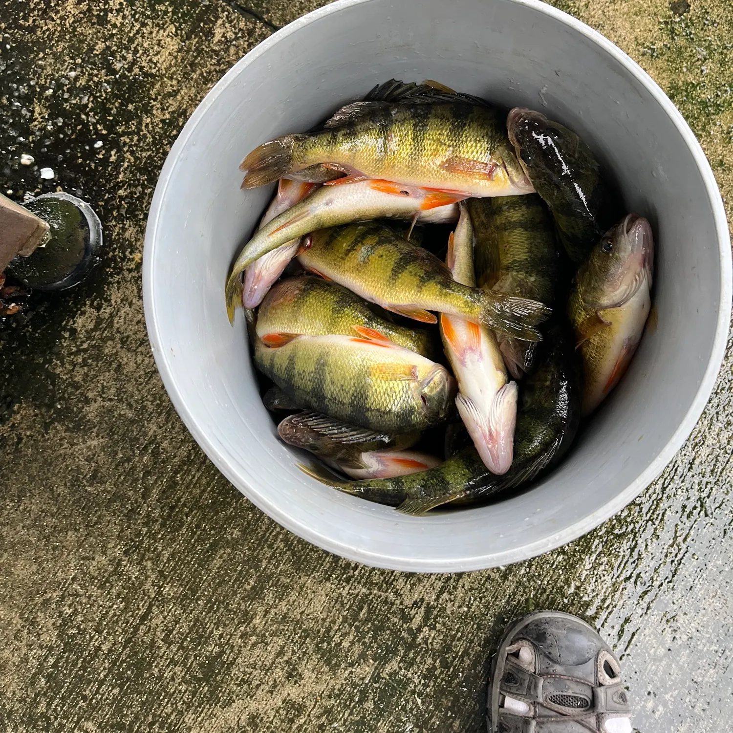 Yellow perch caught on Fishbrain