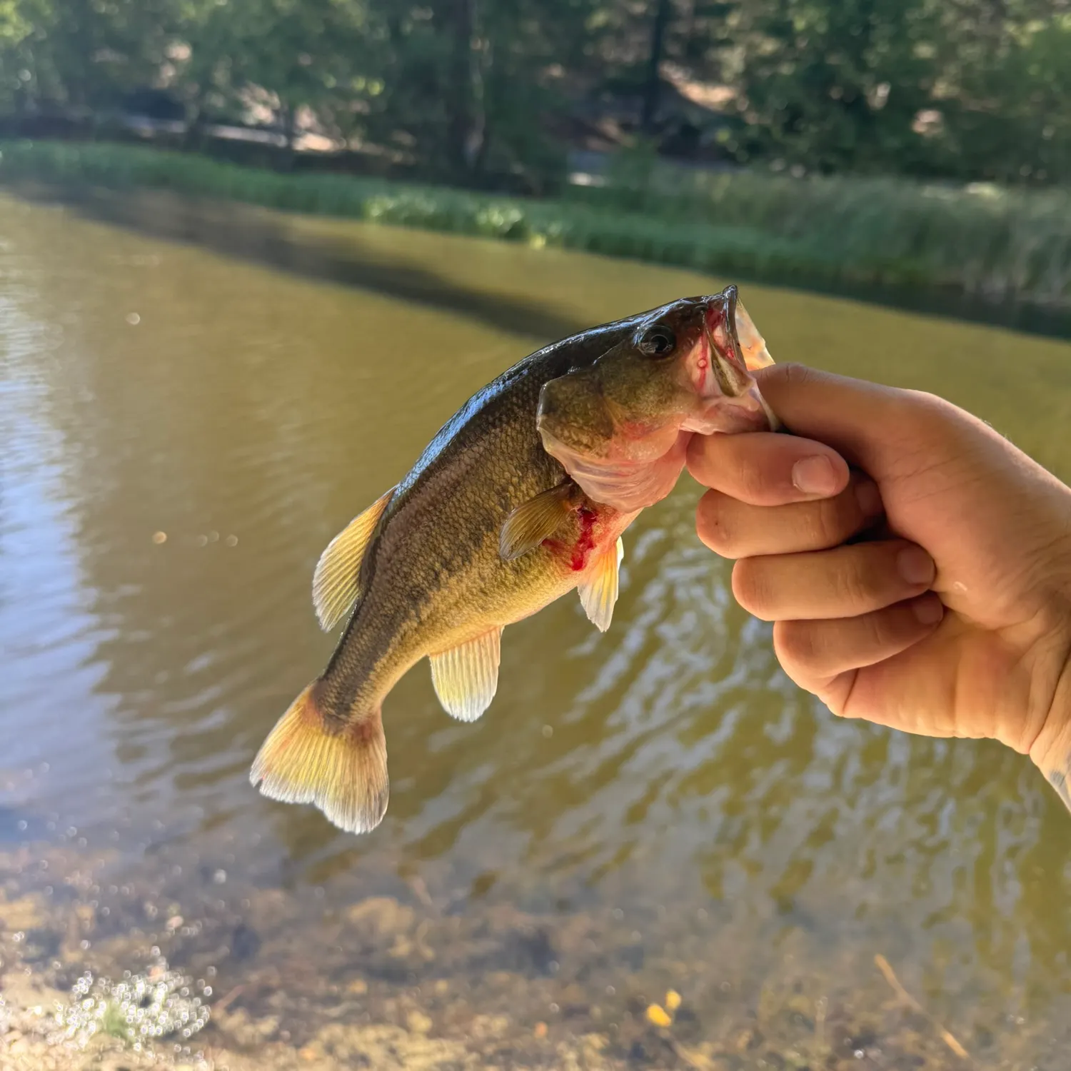 Largemouth bass caught on Fishbrain