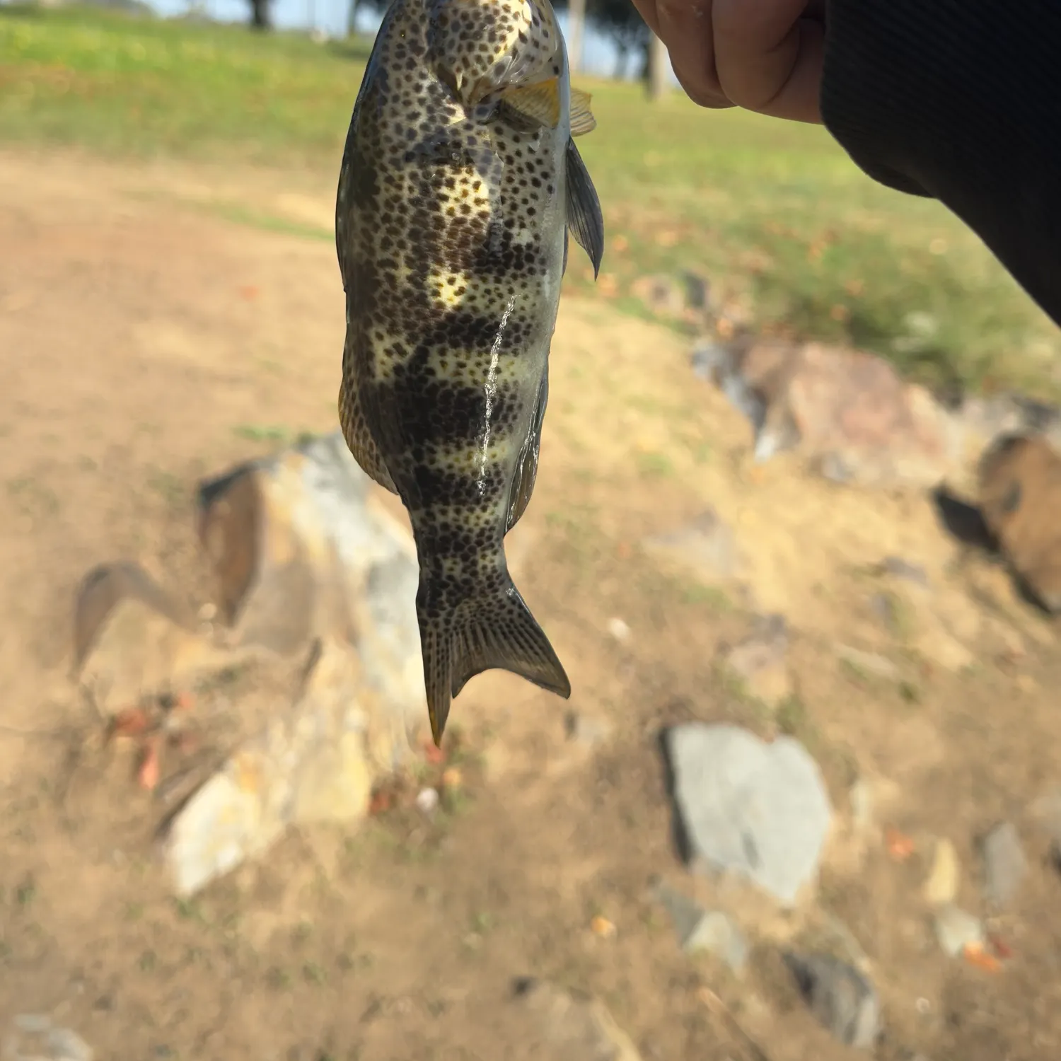 Spotted sand bass caught on Fishbrain