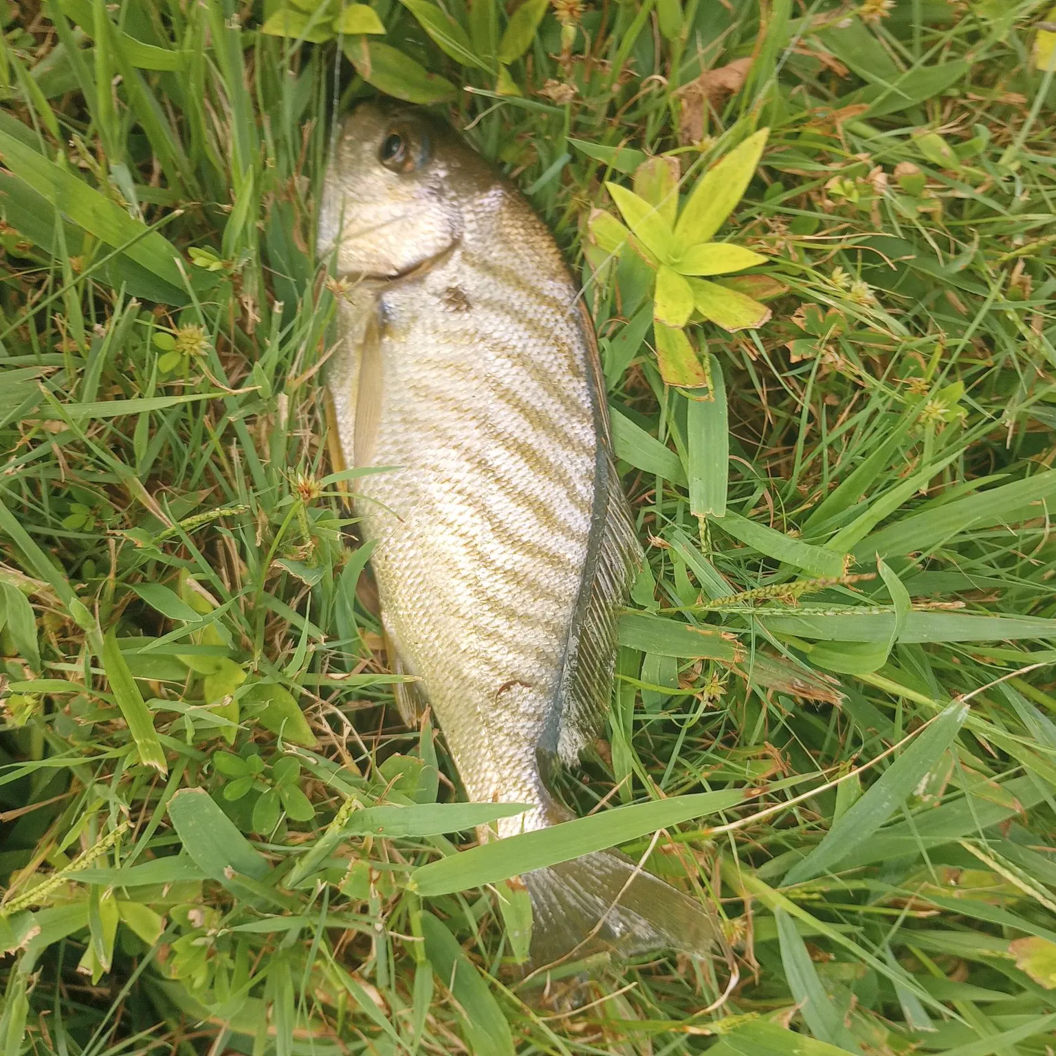 Spot croaker caught on Fishbrain
