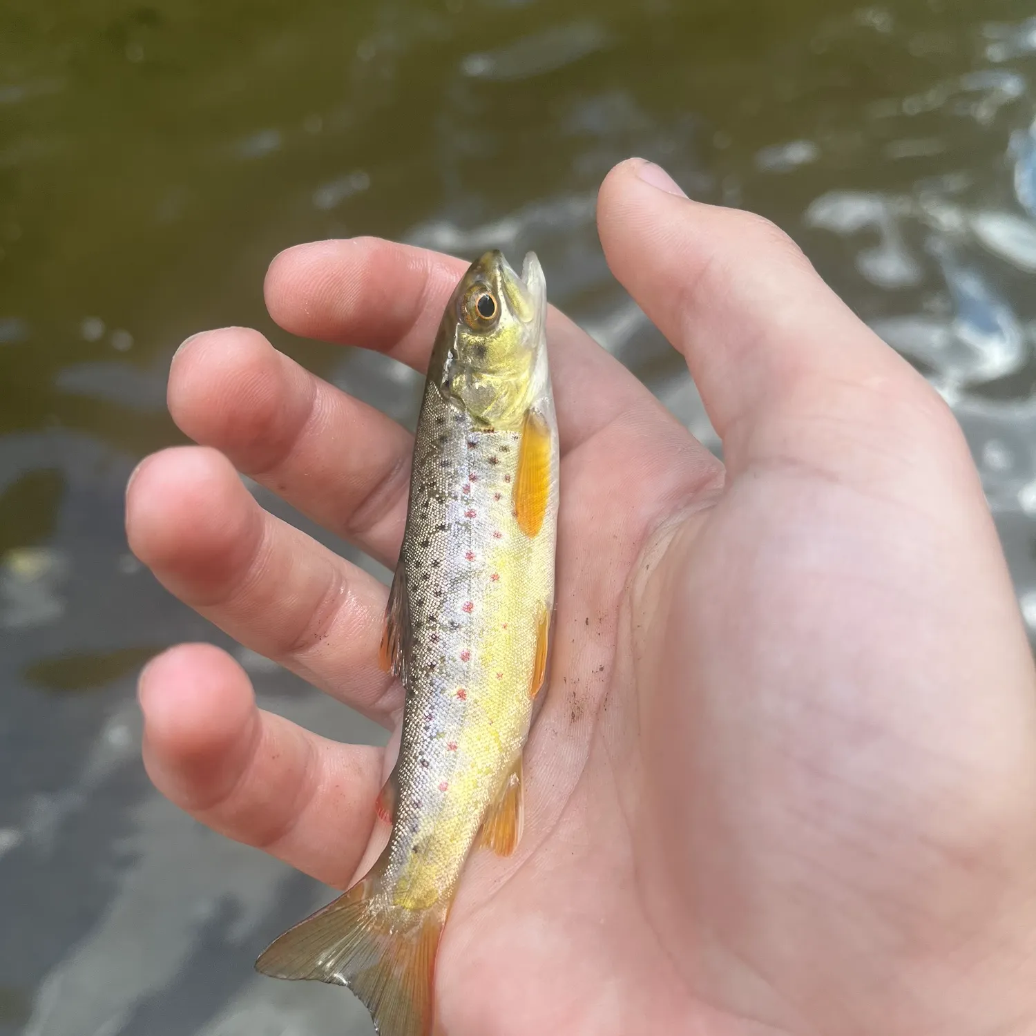 Brown trout caught on Fishbrain