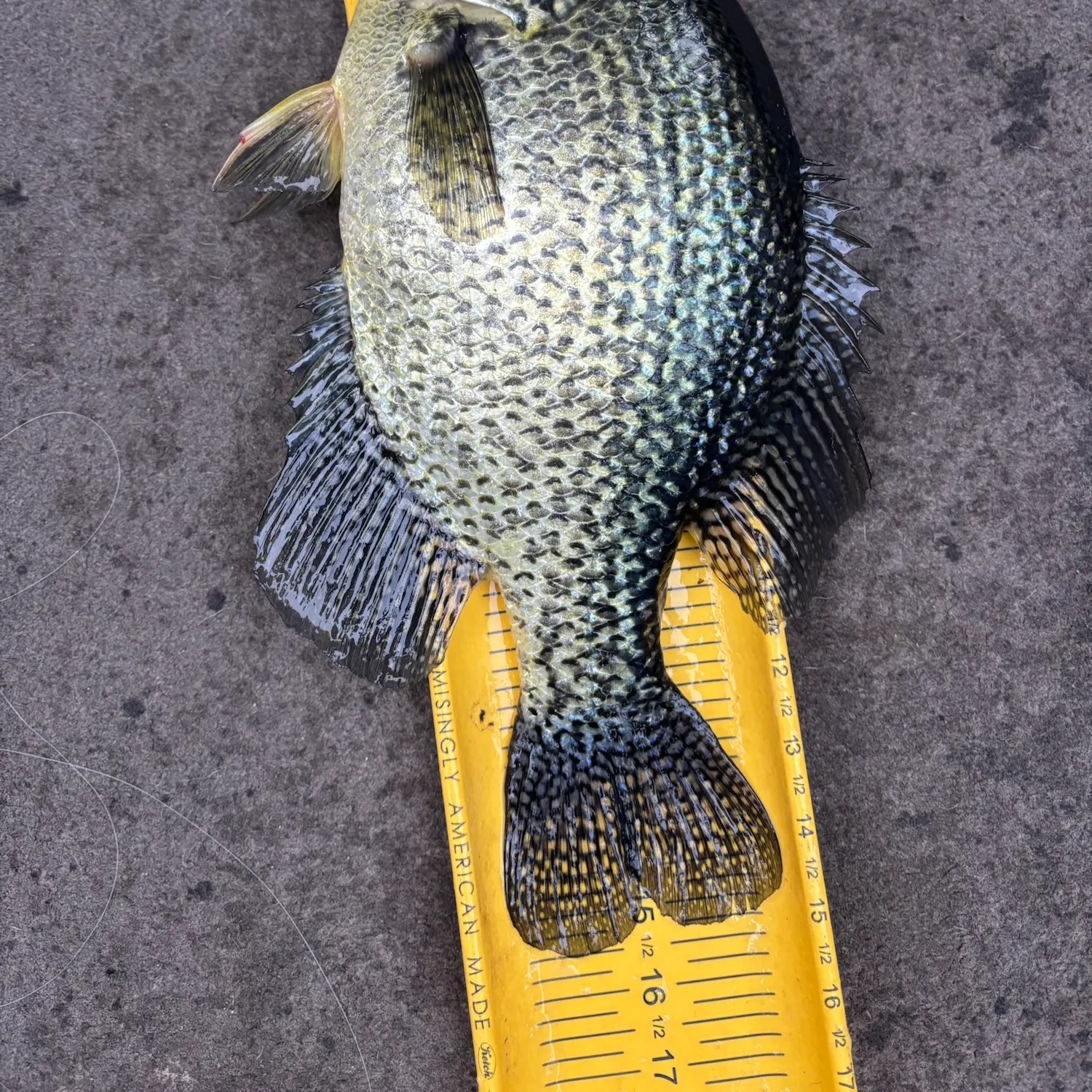 Black crappie caught on Fishbrain