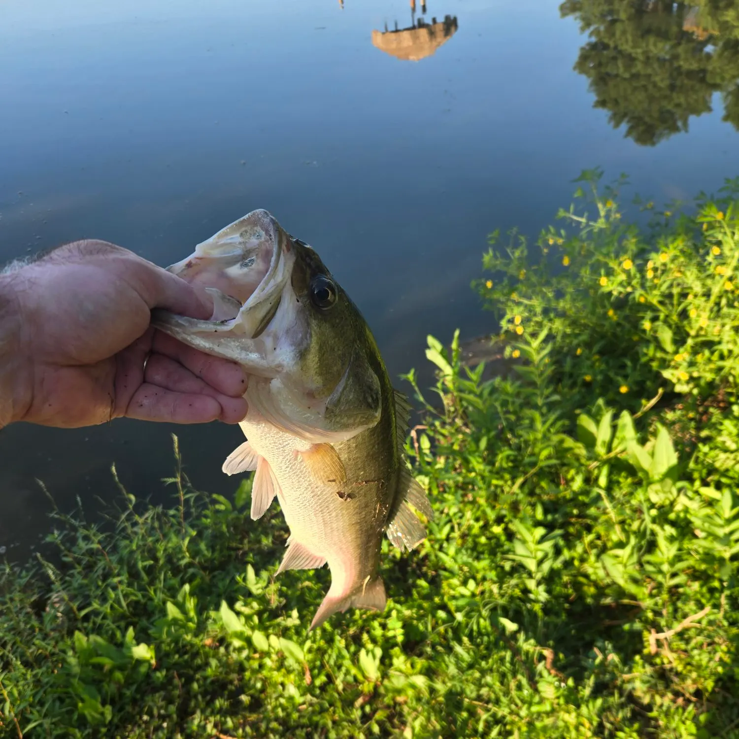Largemouth bass caught on Fishbrain