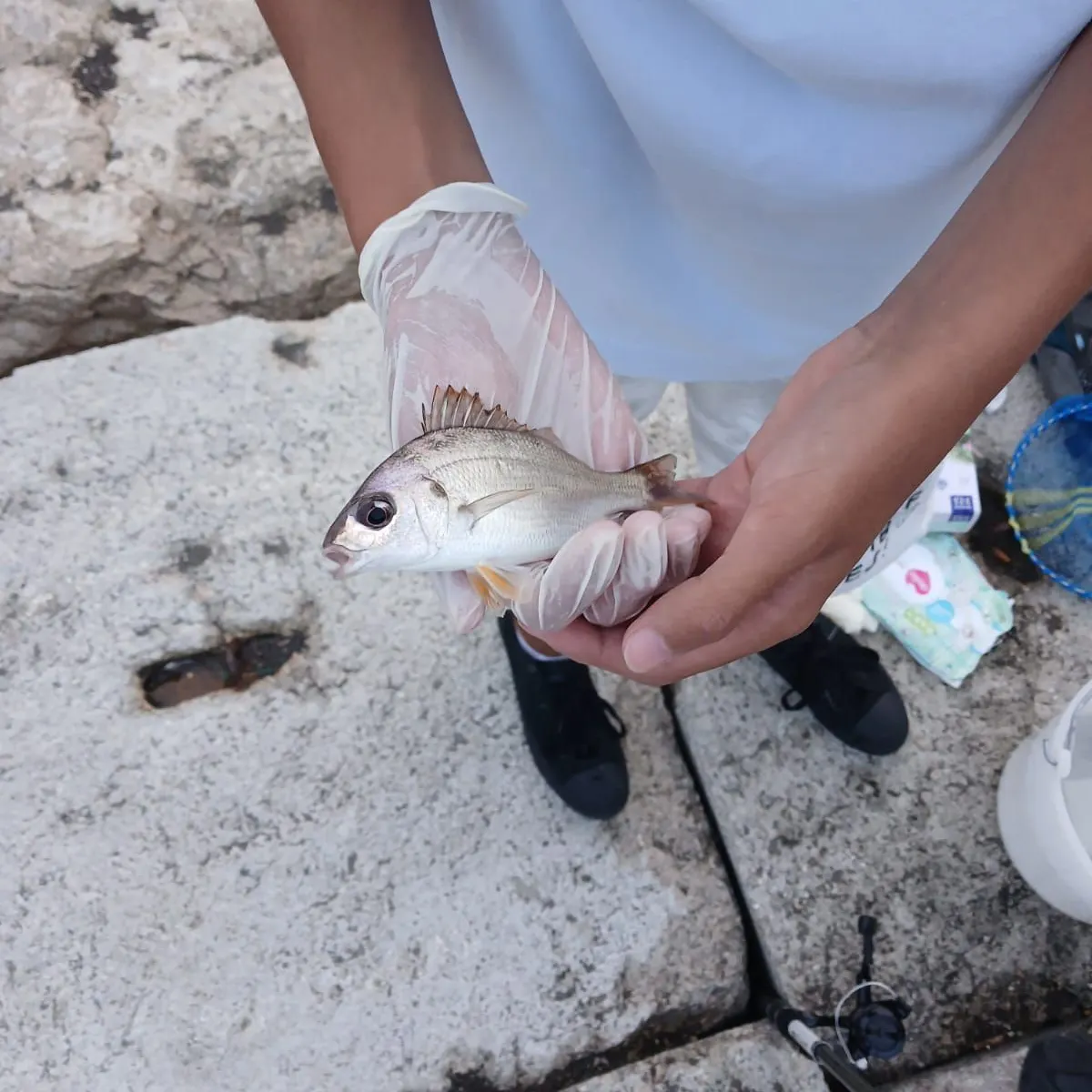 The most recent Salema porgy catches on Fishbrain