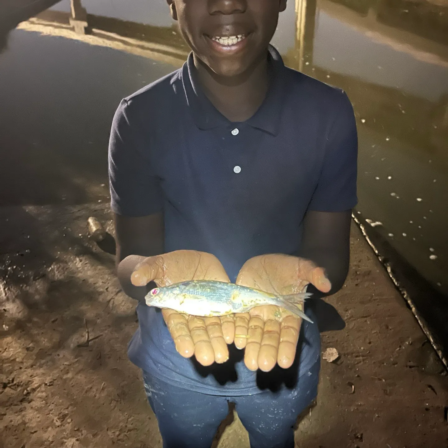 American gizzard shad caught on Fishbrain