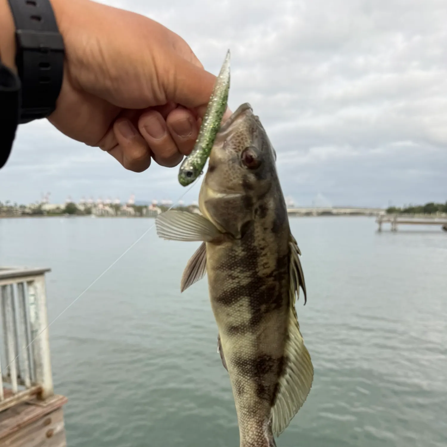 Barred sand bass caught on Fishbrain