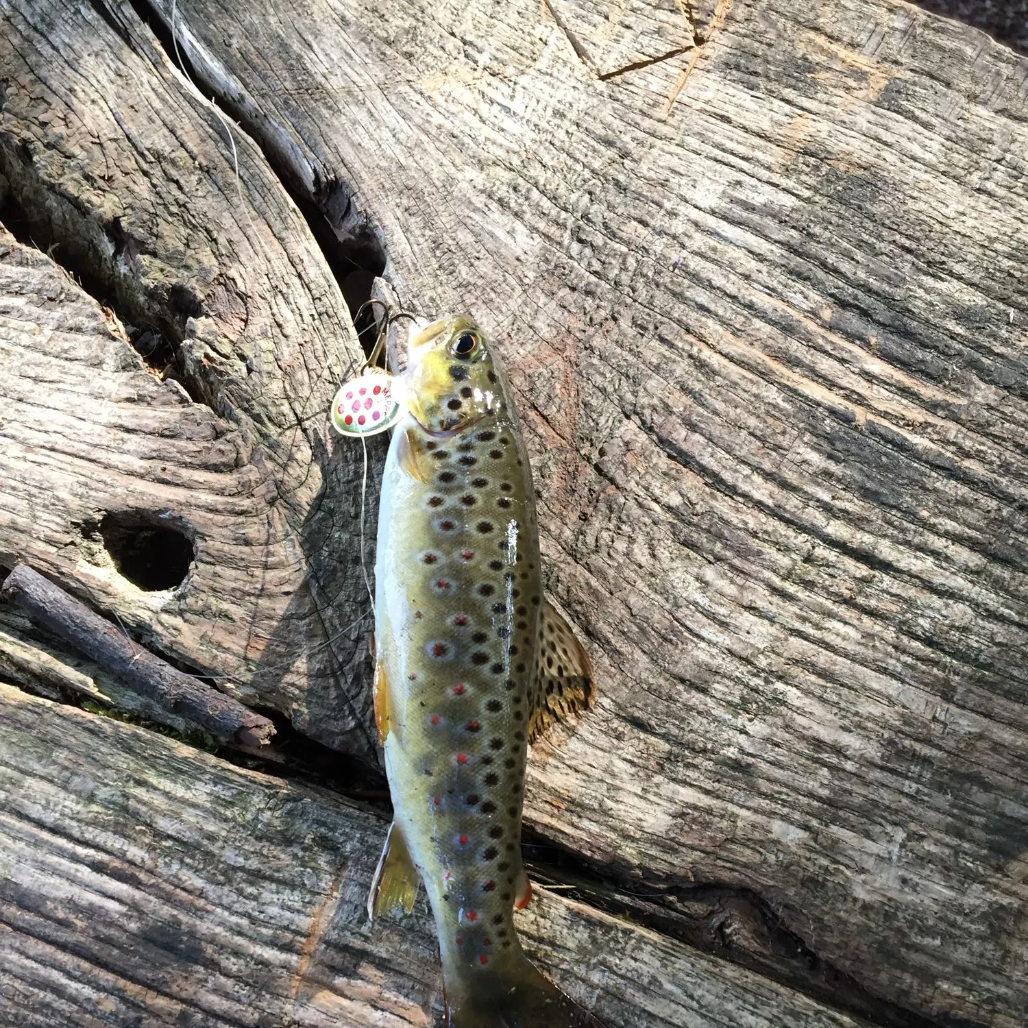 recently logged catches