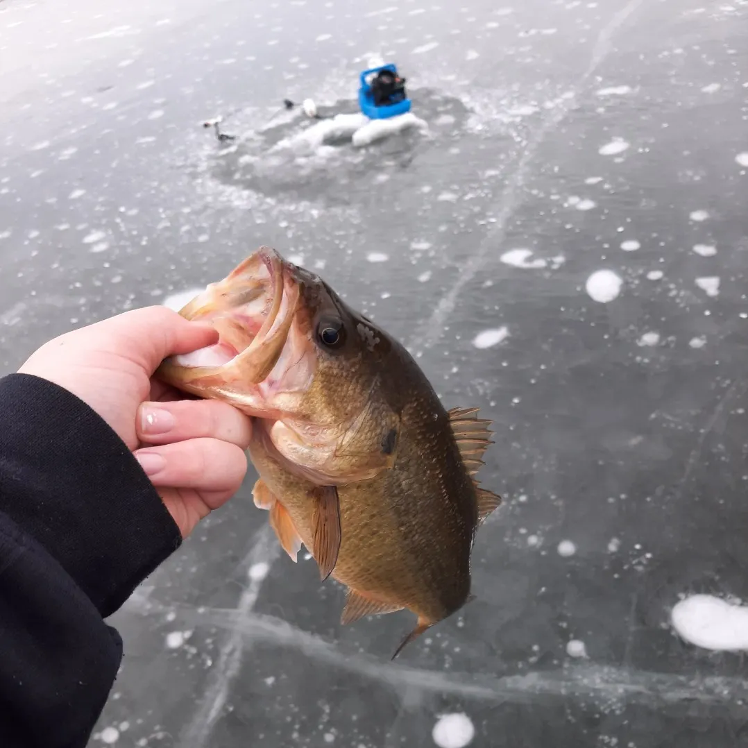 angler catch