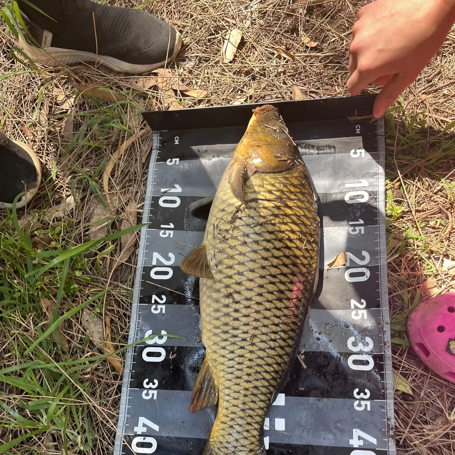 The most recent Common carp catches on Fishbrain