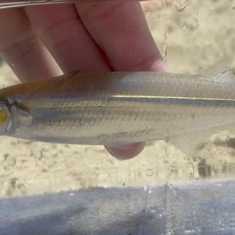 The most recent Topsmelt silverside catches on Fishbrain
