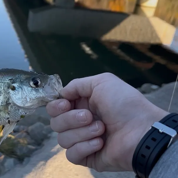 Black crappie caught on Fishbrain