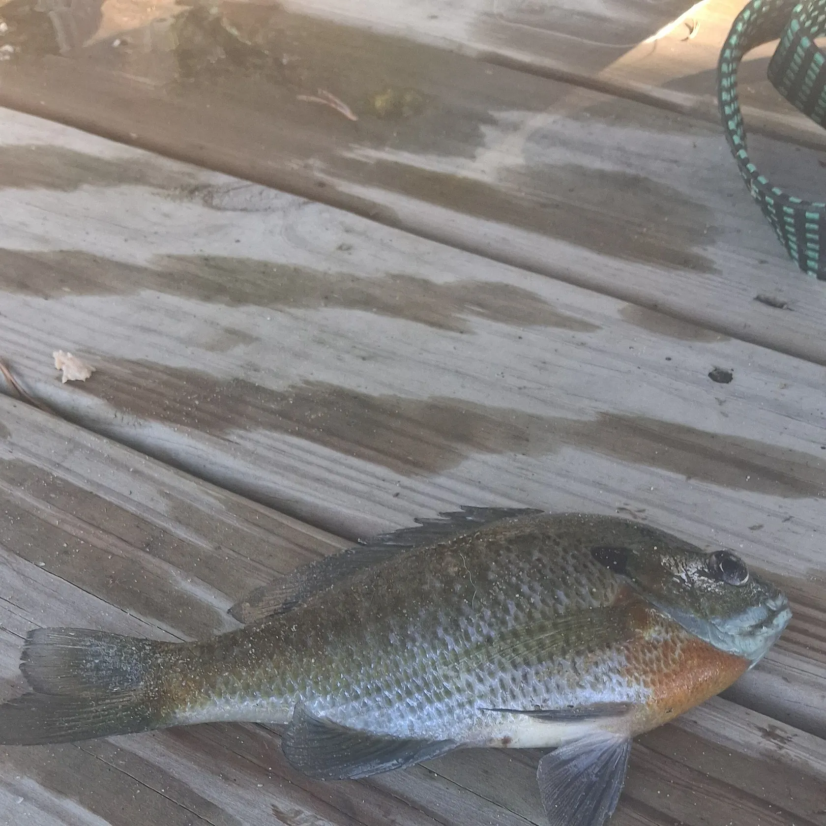 Bluegill caught on Fishbrain