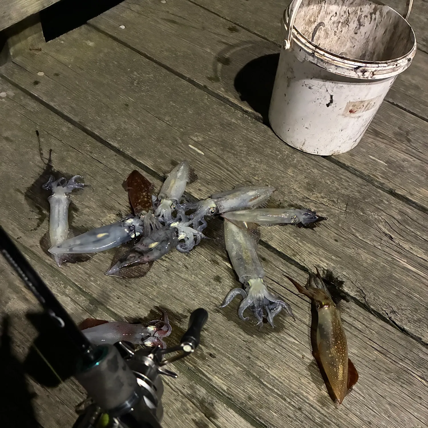 The most recent Longfin inshore squid catches on Fishbrain