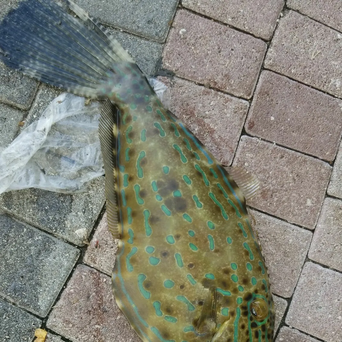 The most recent Rough triggerfish catches on Fishbrain