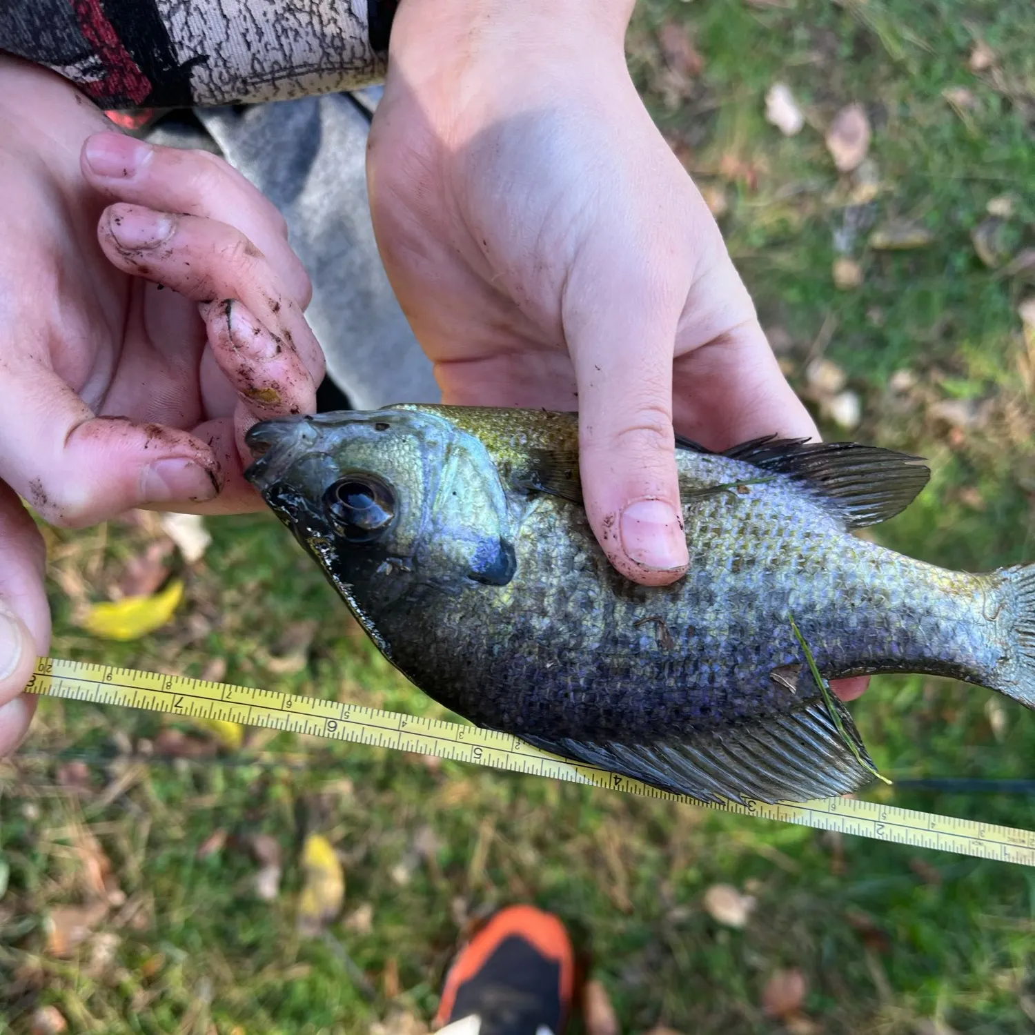 Bluegill caught on Fishbrain