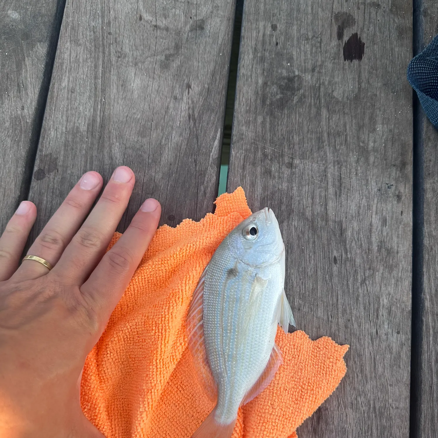 catch