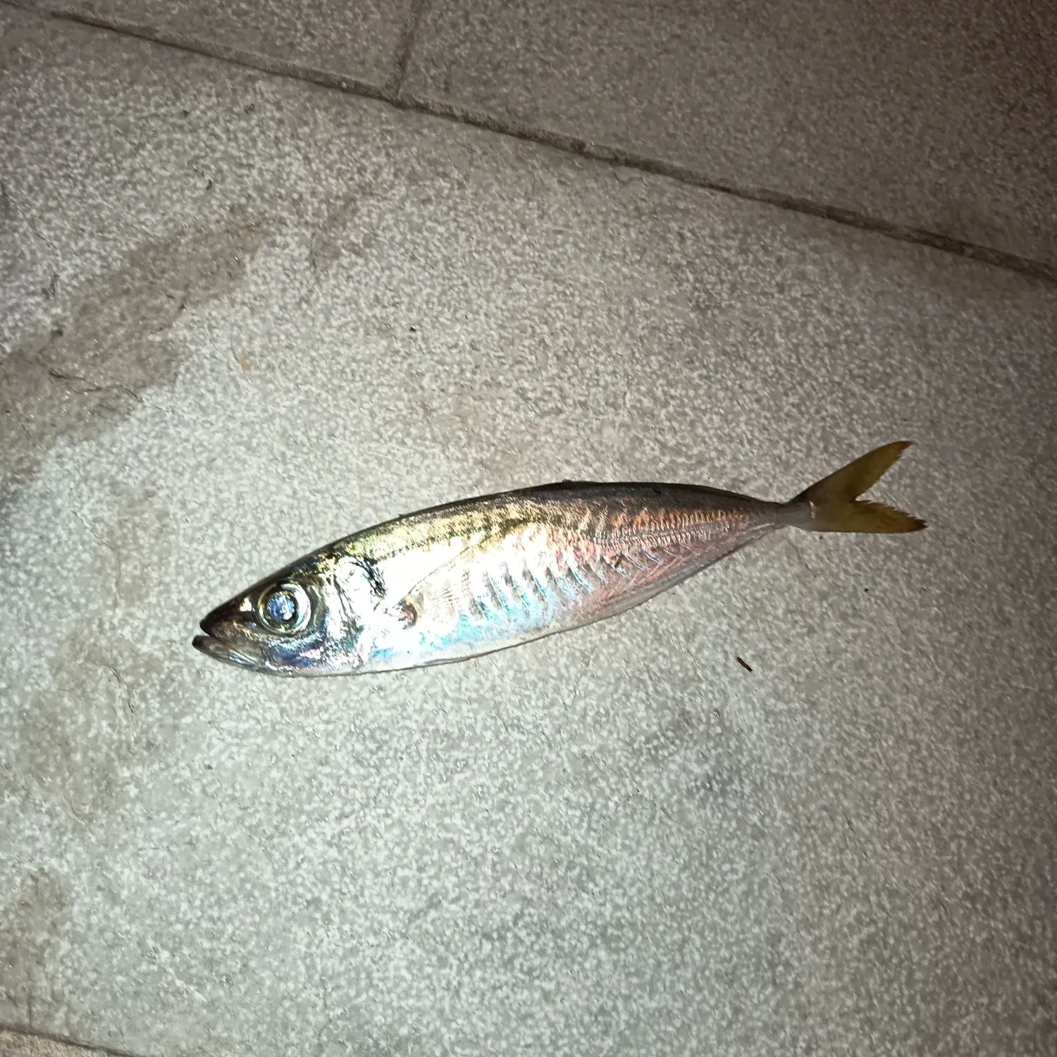 The most recent Mediterranean horse mackerel catches on Fishbrain