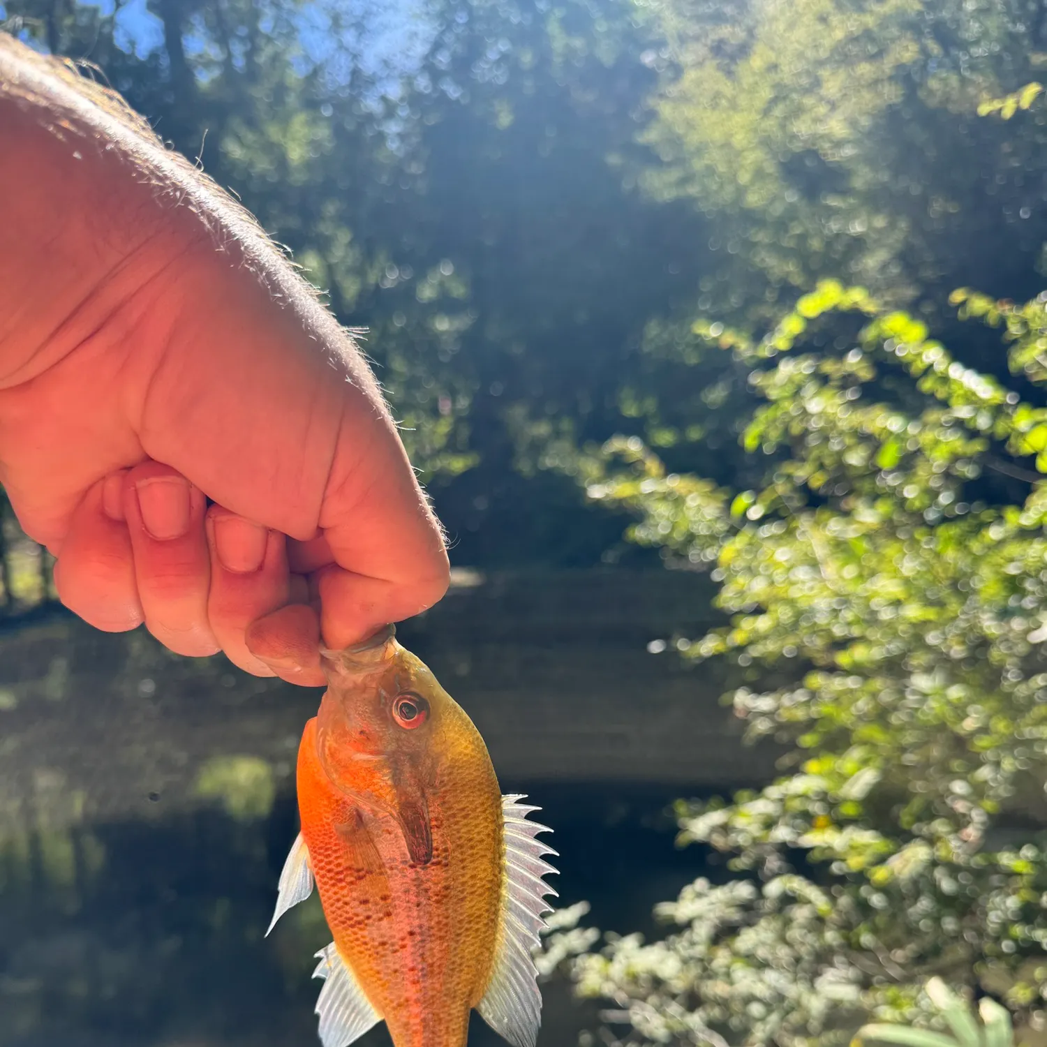 Redbreast sunfish caught on Fishbrain