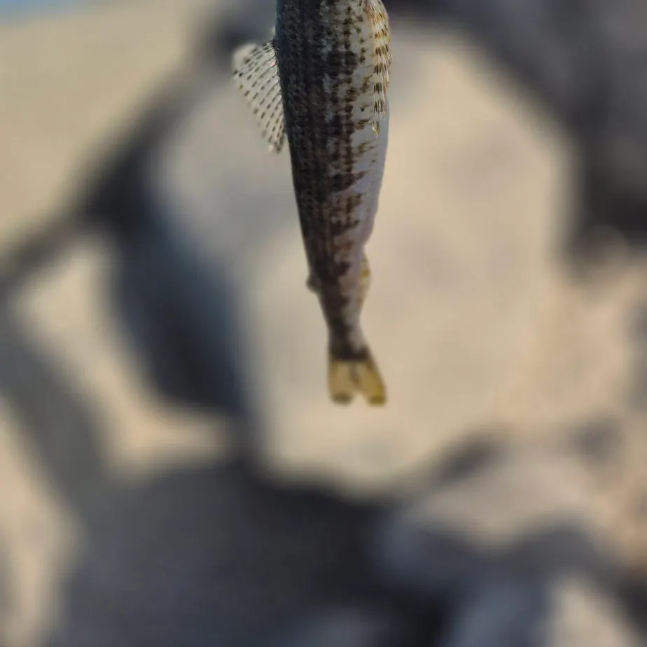 The most recent Atlantic lizardfish catches on Fishbrain