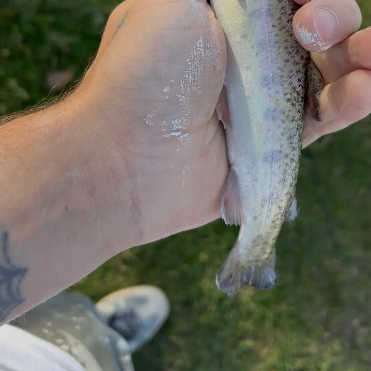 Rainbow trout caught on Fishbrain