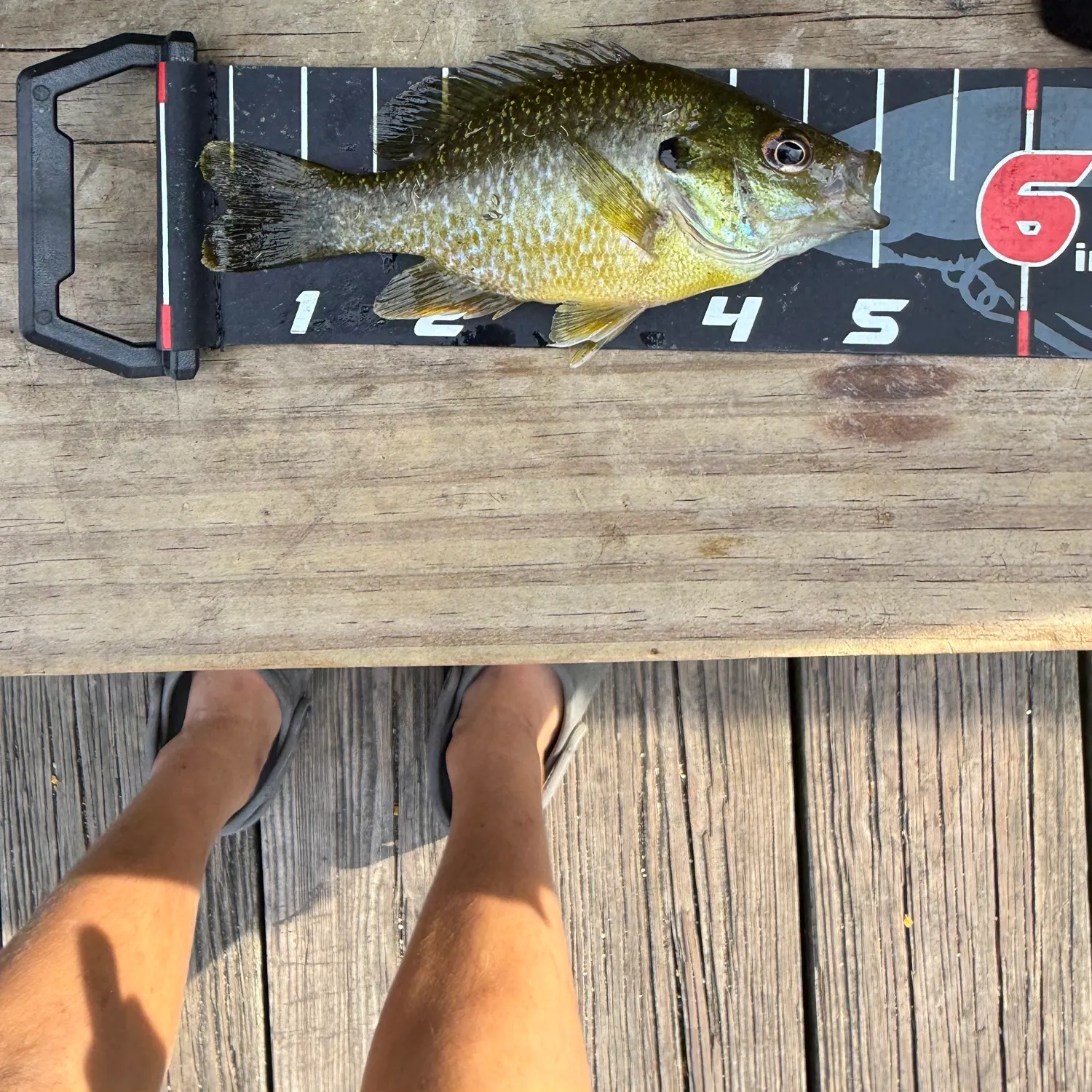 Bluegill caught on Fishbrain