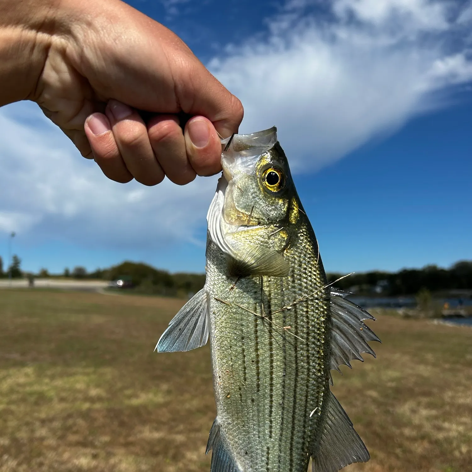 Wiper caught on Fishbrain