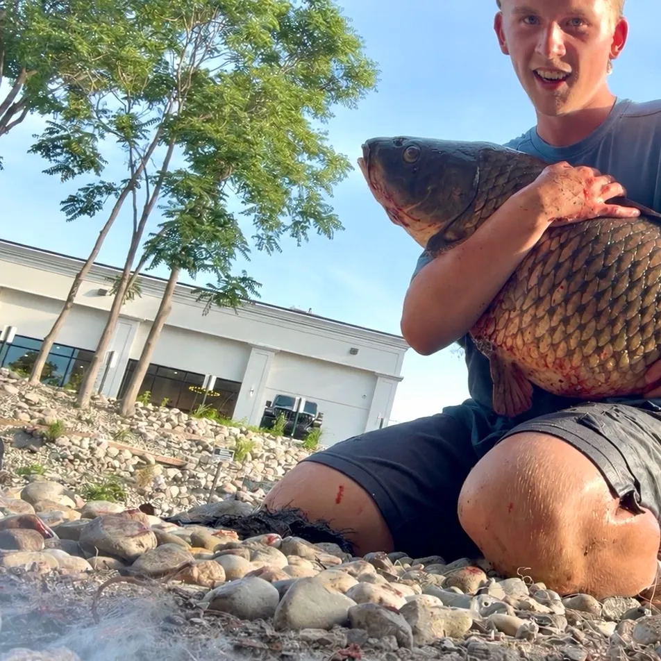 Common carp caught on Fishbrain