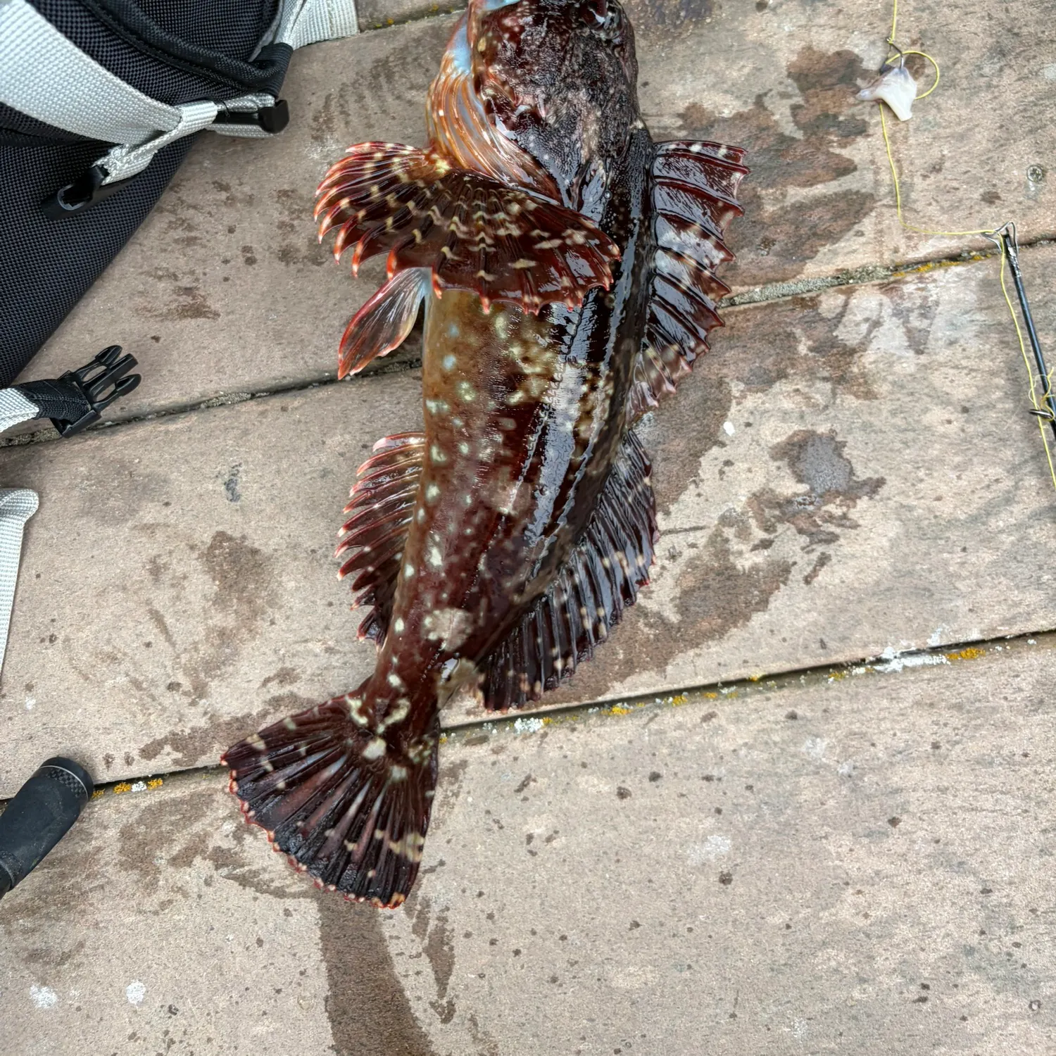 The most recent Cabezon catches on Fishbrain