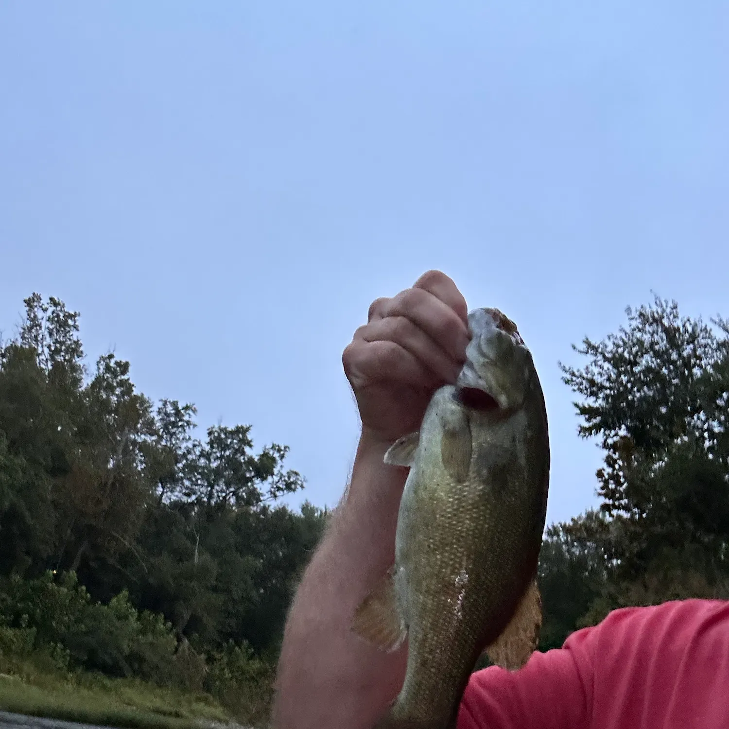 Smallmouth bass caught on Fishbrain